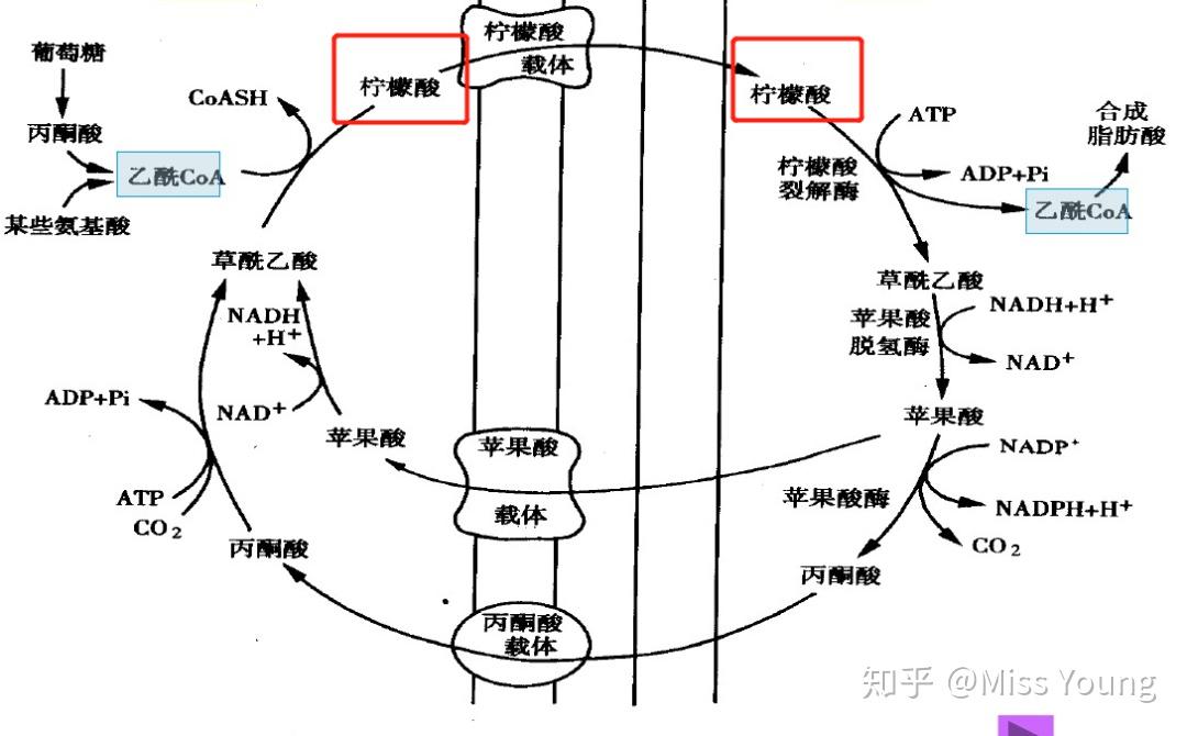 江南体育下载|为什么一些谣言会持续多年不衰？